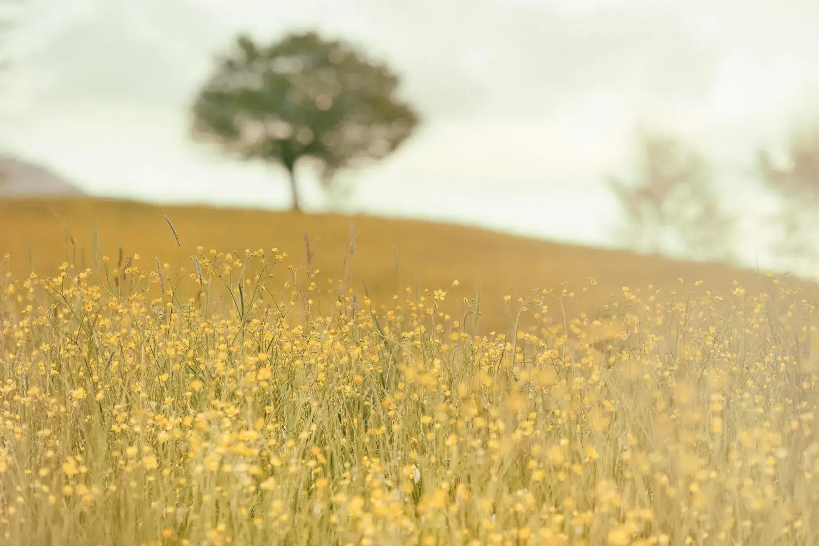 sarı taç yapraklı çiçeklerin yakın çekim fotoğrafı