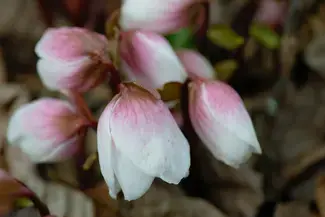 pembe ve beyaz çiçeklerin yakın planı